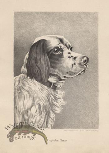 1890s Dogs 28